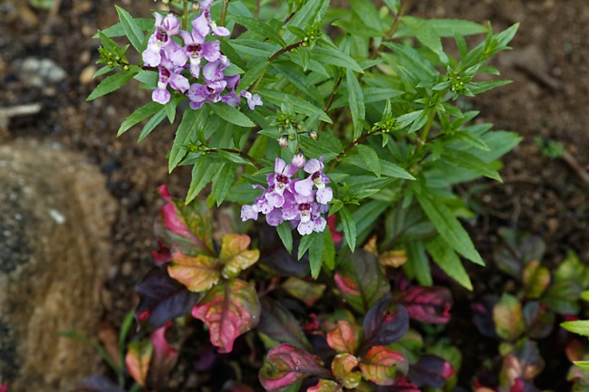 Kandy-Botanical garden-033